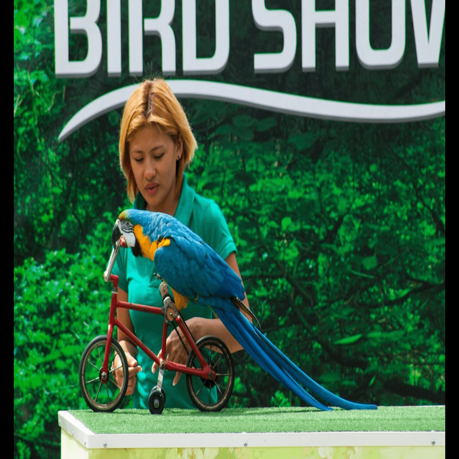 Exotic Bird Show - Imagen 1