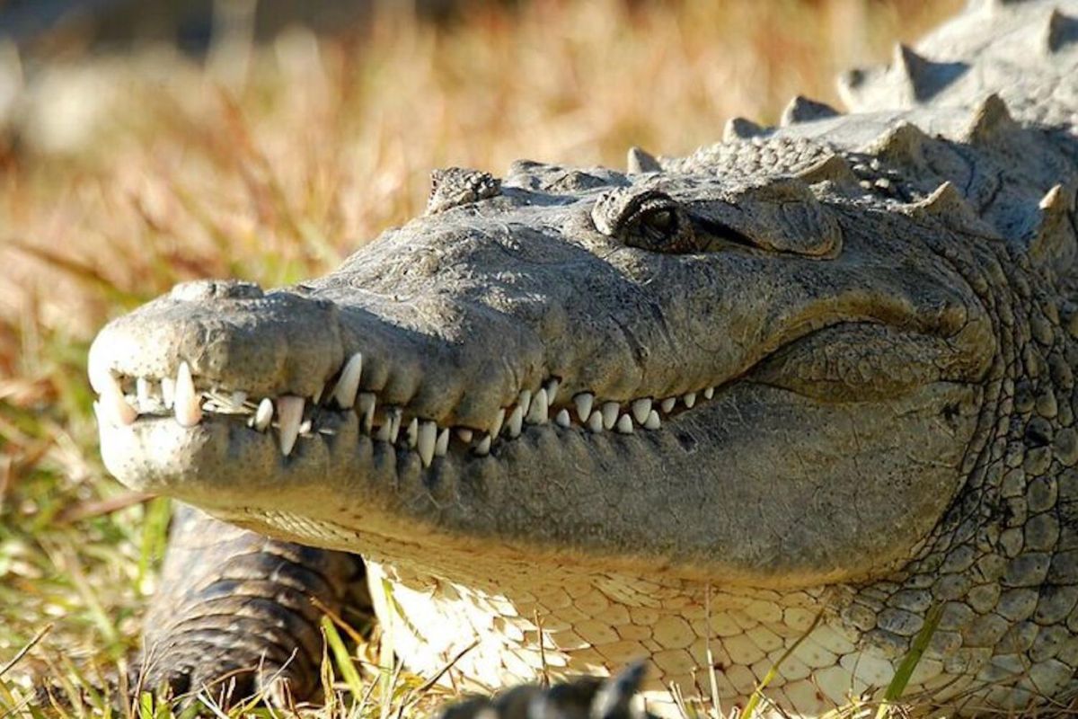 Gatorland - Entrada - Imagen 1