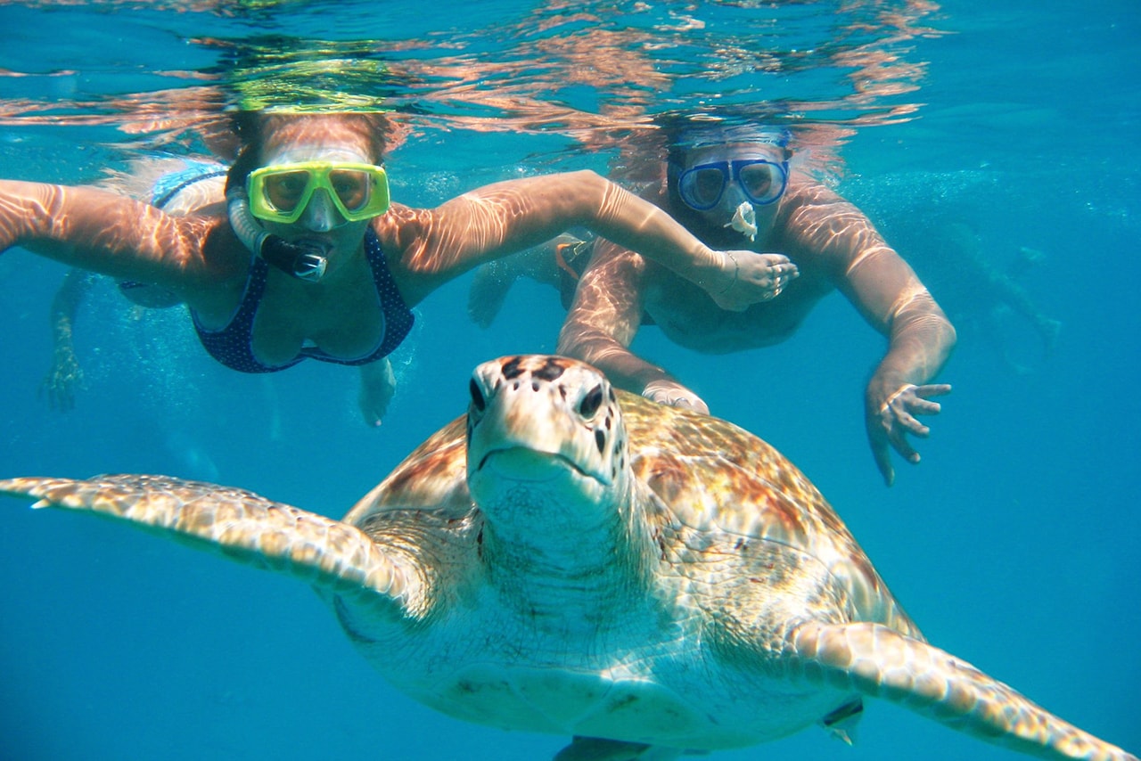 Nadar con tortugas en Máncora - Imagen 1