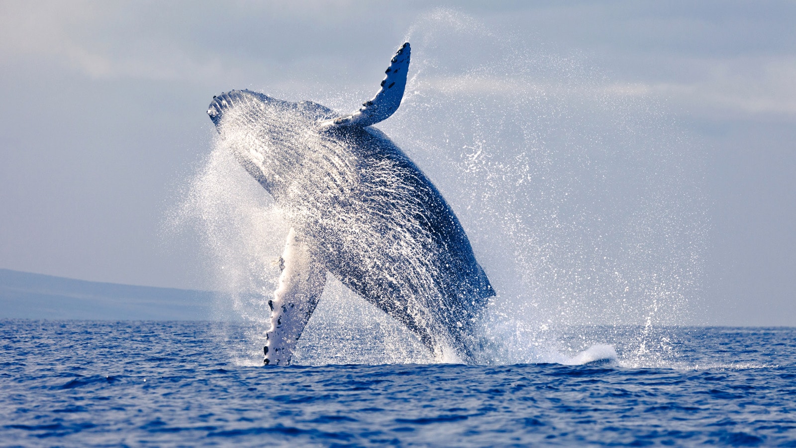 Mancora's Whale Watching - Imagen 1