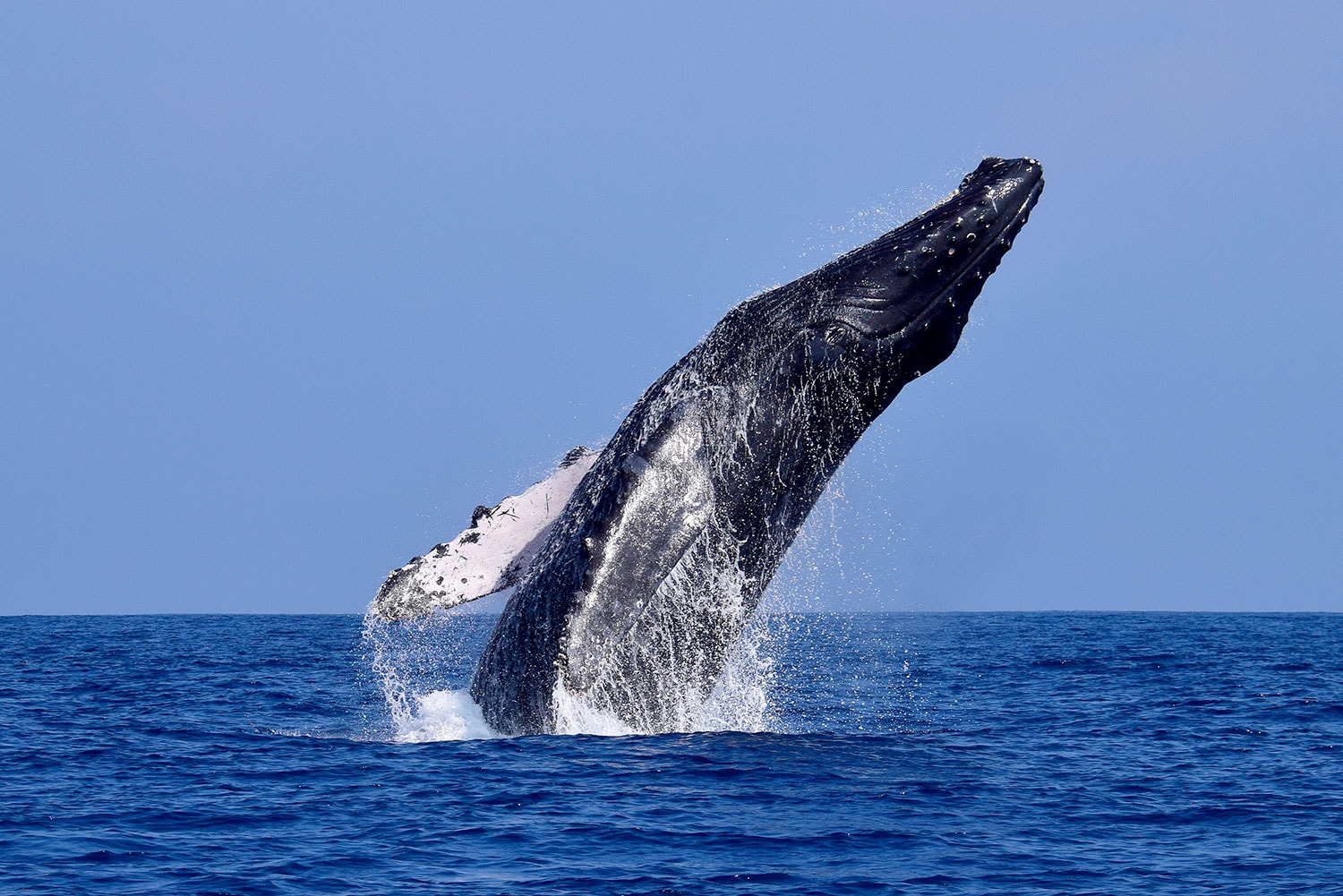 Avistaje de ballenas en Tumbes - Imagen 1