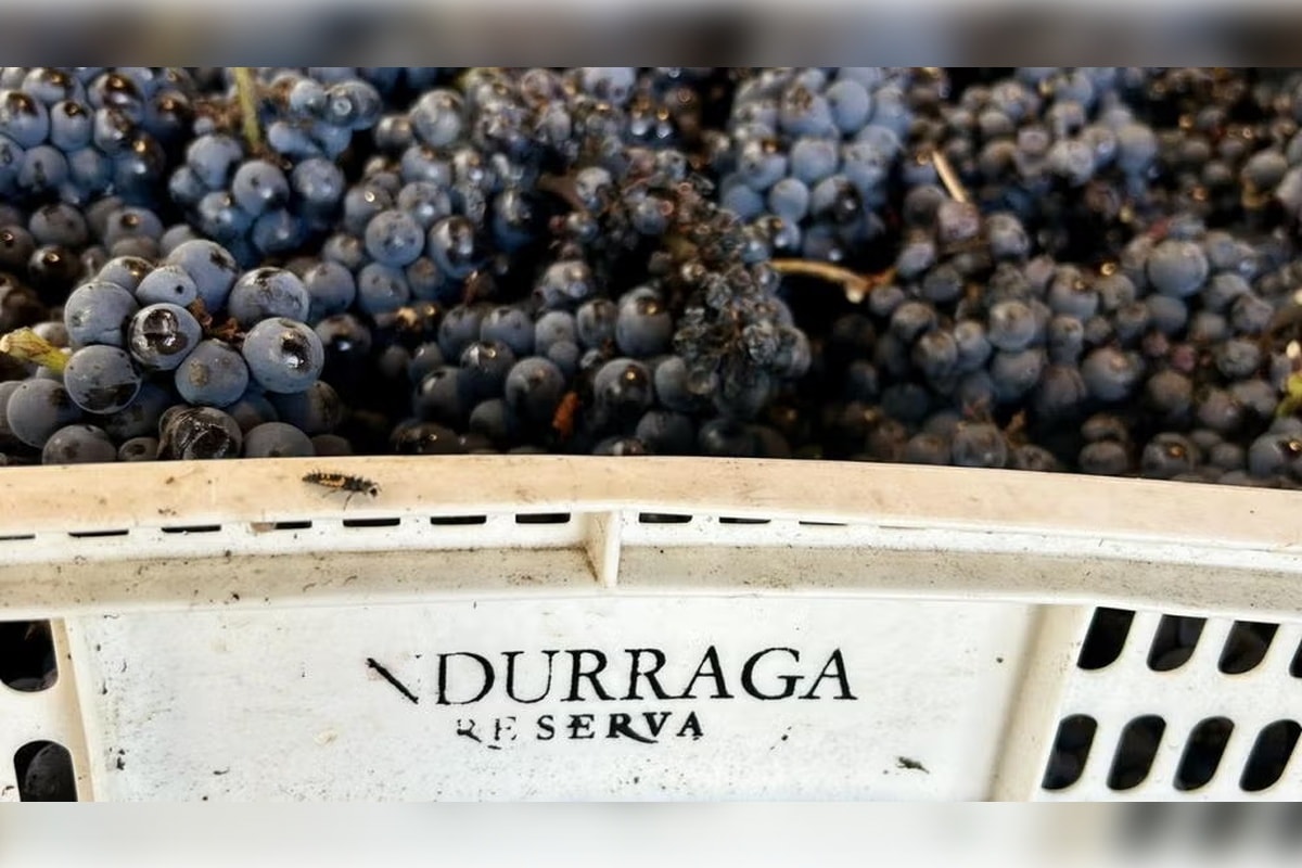 Viña Undurraga con degustación y traslados - Imagen 1