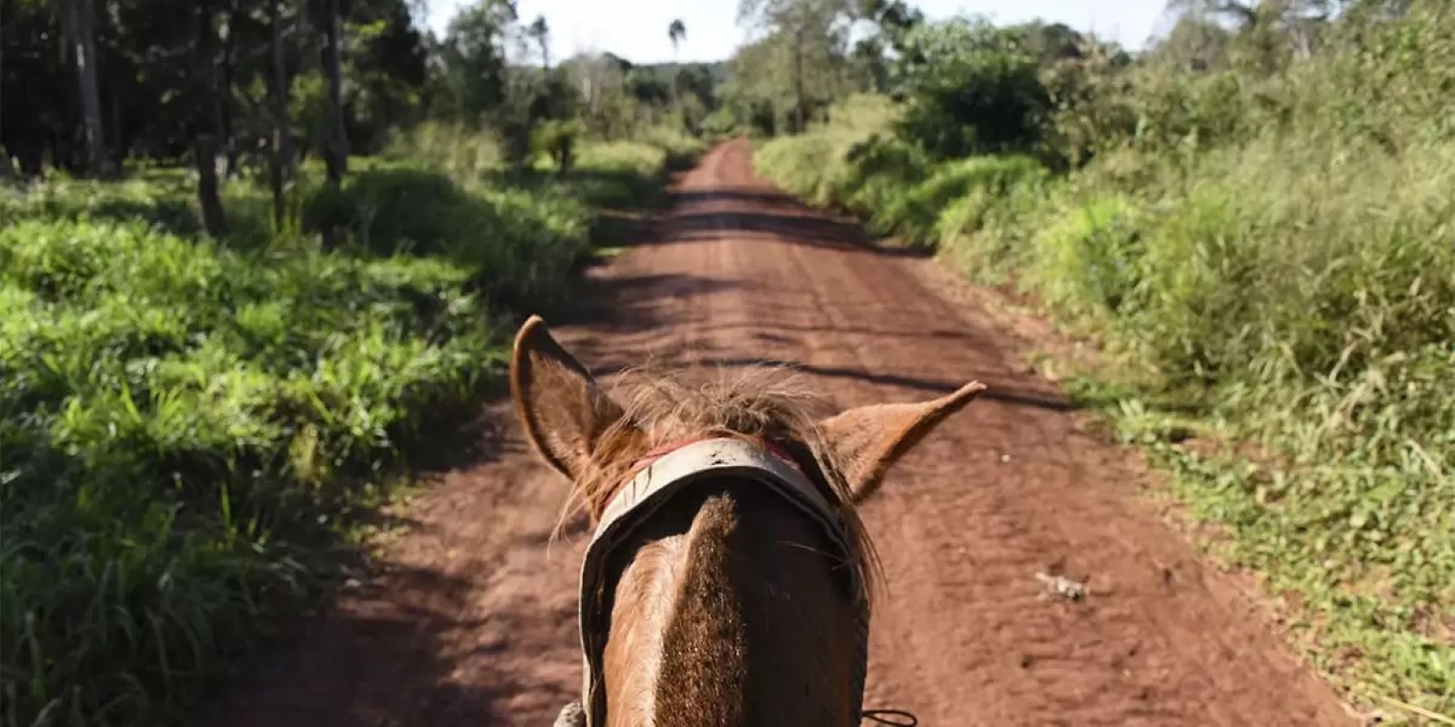 Jungle Horseback Ride in Iguazú - Imagen 1