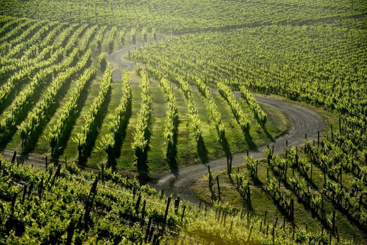 Viña Haras de Pirque con traslados - Imagen 1