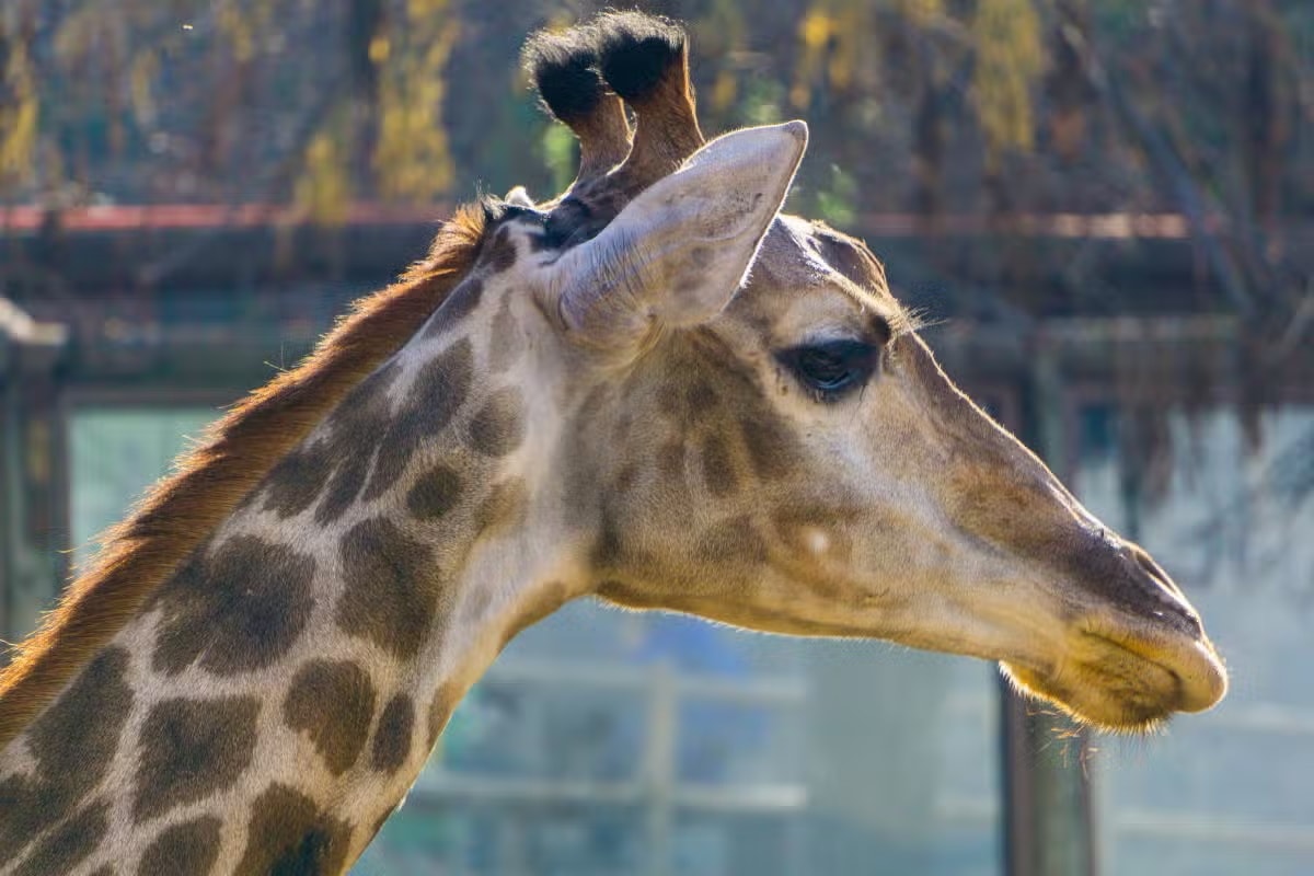 Parque Safari Rancagua - Imagen 1