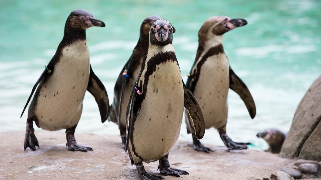 London Zoo - Imagen 1