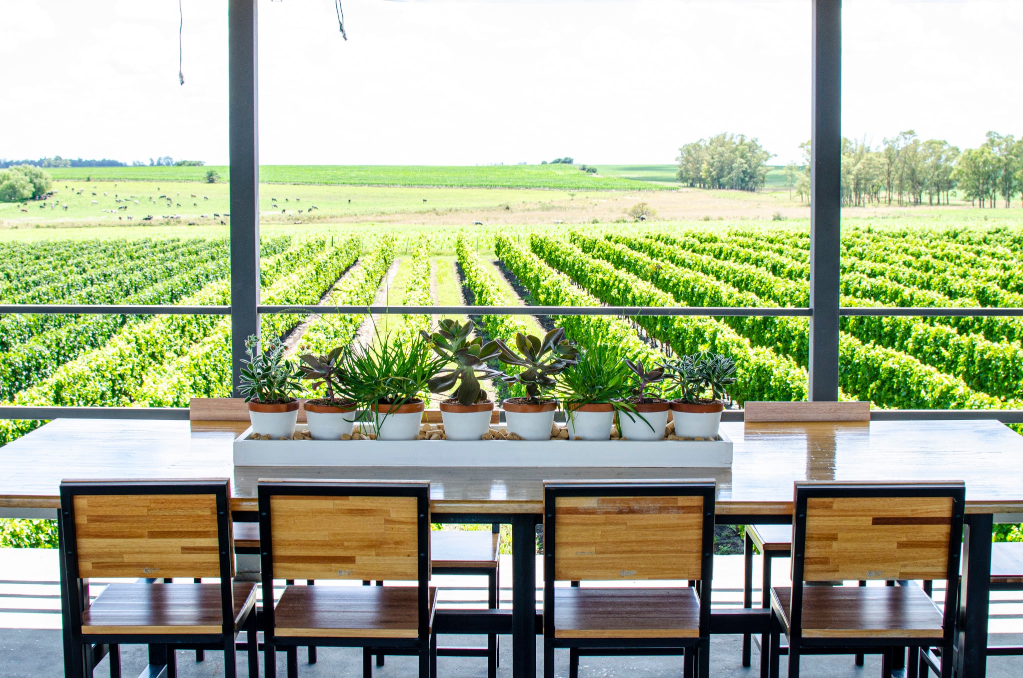 Fripp Winery: Tour, Lunch and Tasting - Imagen 1