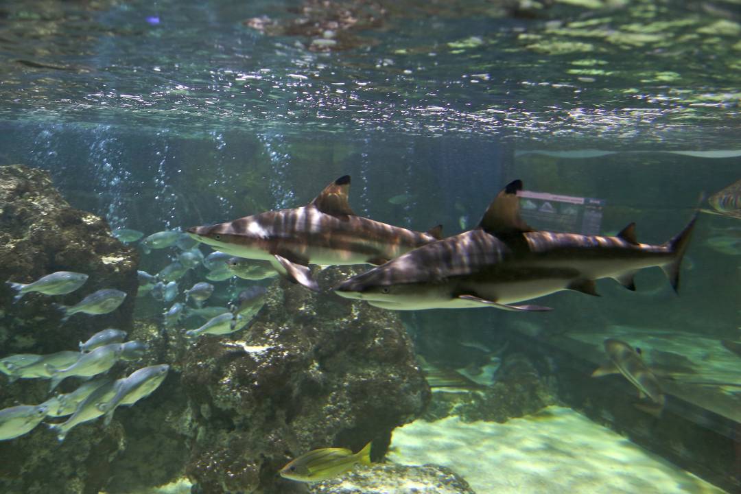 Explore SEA LIFE Blackpool - Imagen 1