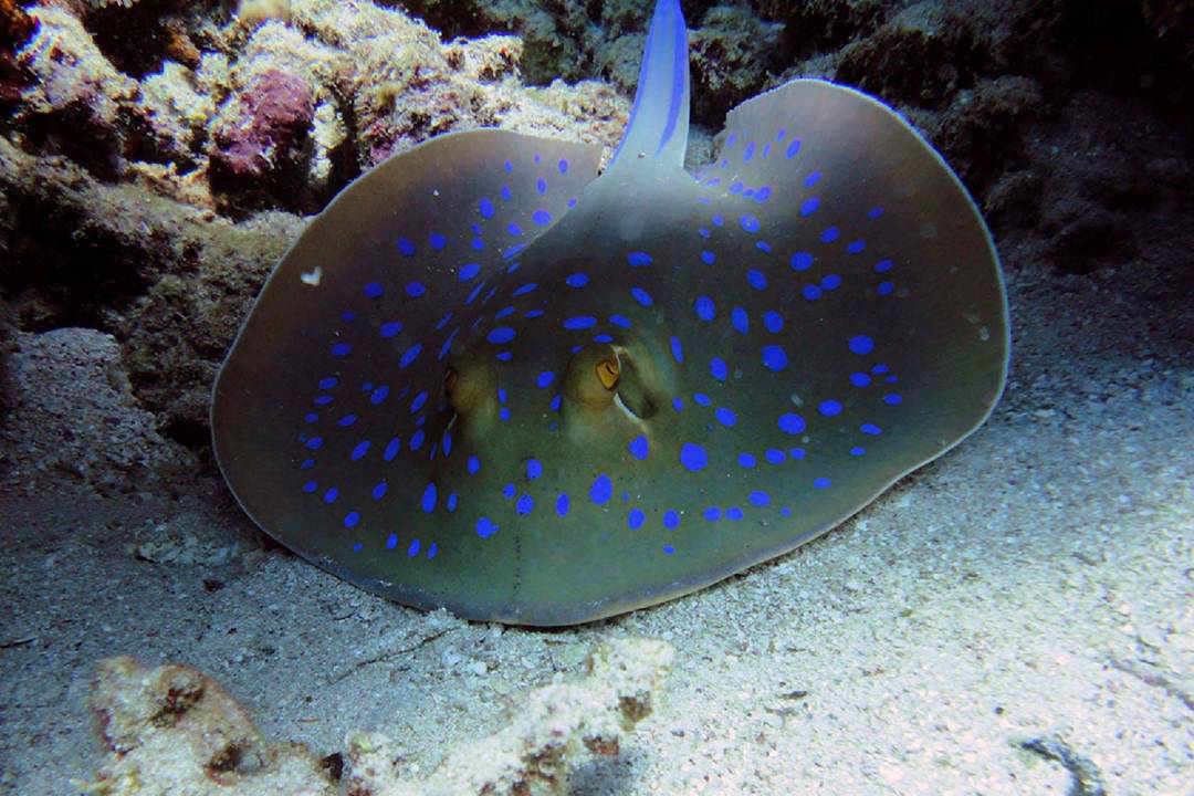 Explore Sea Life Weymouth - Imagen 1