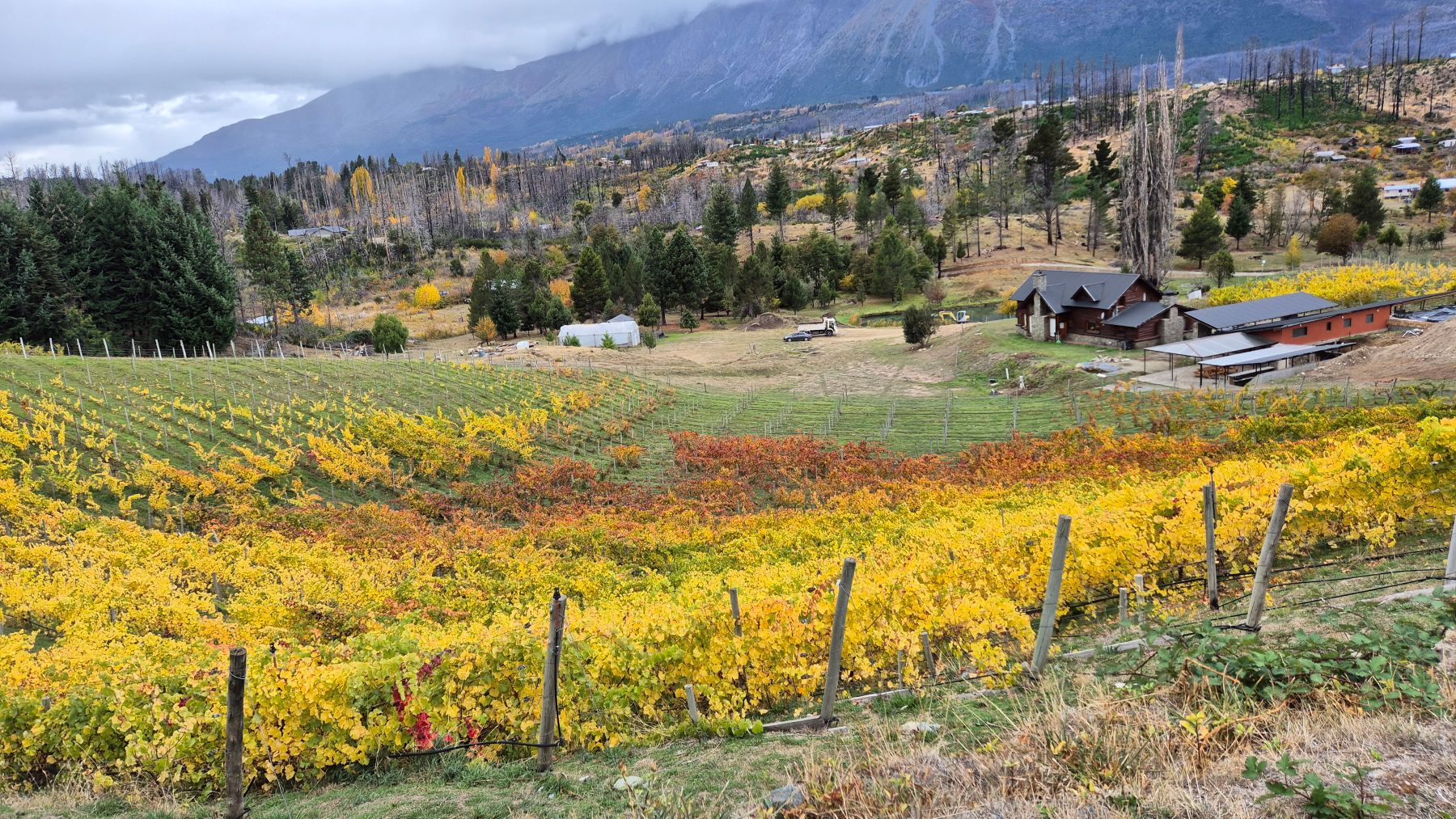 Gourmet El Bolsón: Patagonian Wine Pairing - Imagen 1