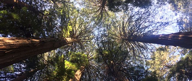 San Francisco Muir Woods Tour - Imagen 1