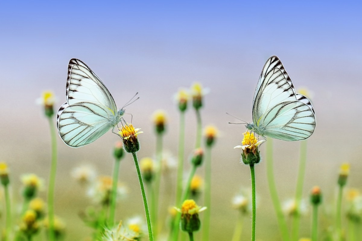 Entradas al Jardín de Mariposas de Dubái - Imagen 1