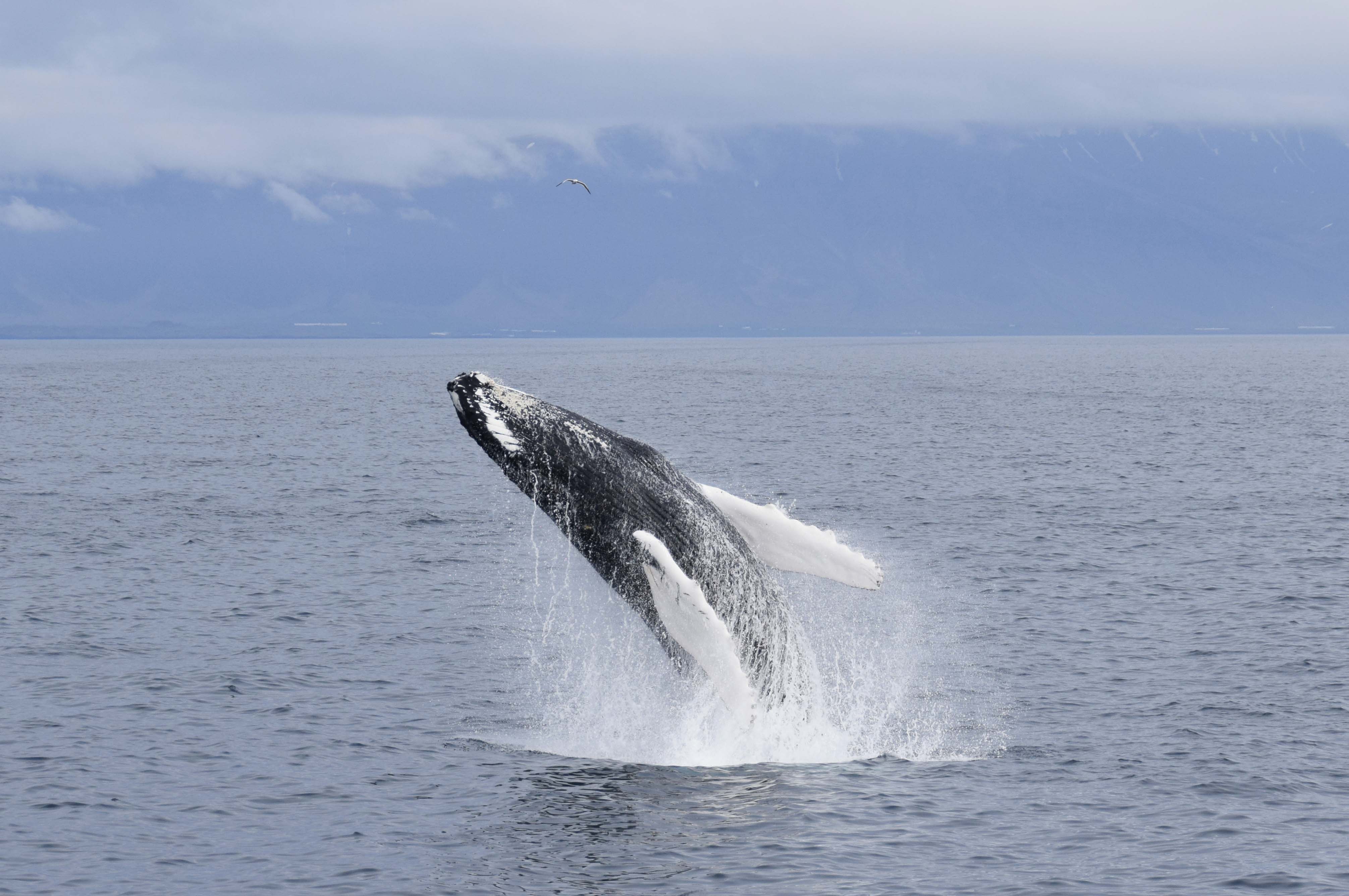 Avistamiento de ballenas con guía - Imagen 1