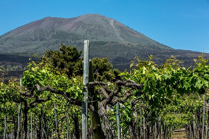 Pompeii with Wine Tasting and Lunch - Imagen 1