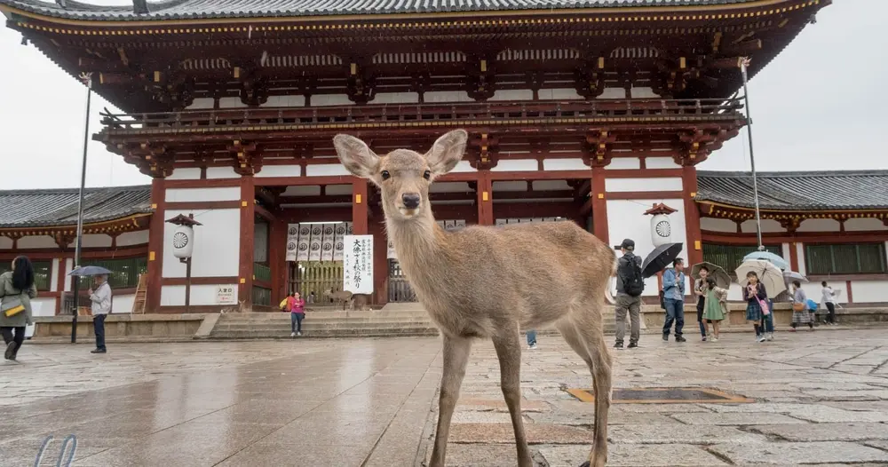 Parque Nara, Osaka e Kobe saindo de Kyoto - Imagen 1