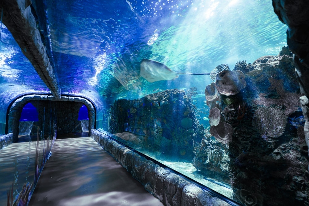 Ticket to Acuario Inbursa - Imagen 1