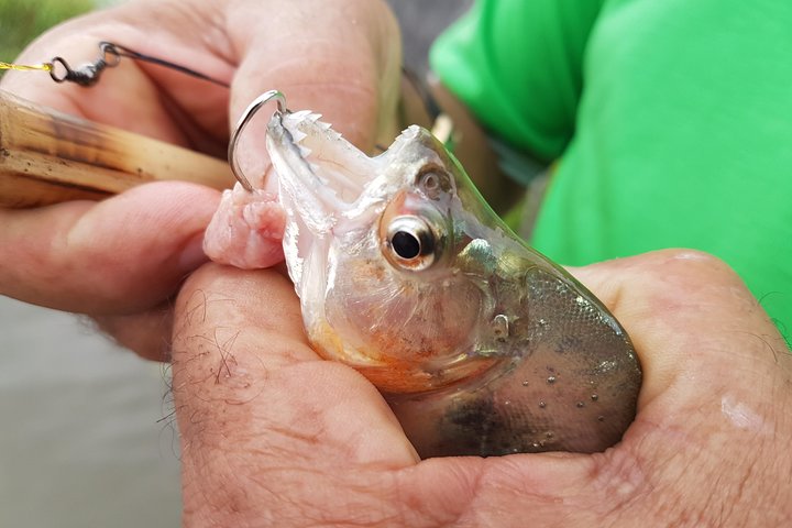 Pesca de piranhas e jacarés no Solimões - Imagen 1