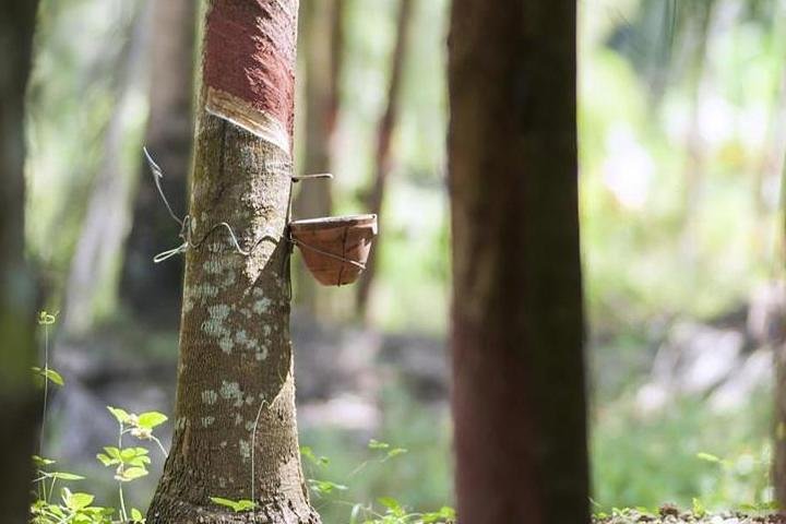 Rubber Museum from Manaus - Imagen 1