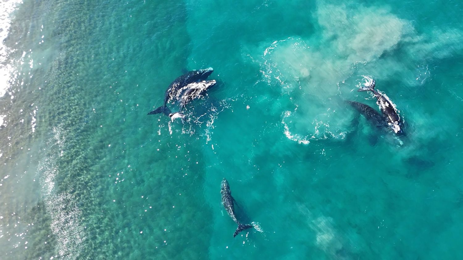 Bahía de las Ballenas en Península Valdés - Imagen 1