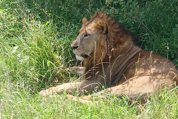 Observación de aves en el Parque de Nairobi - Imagen 1