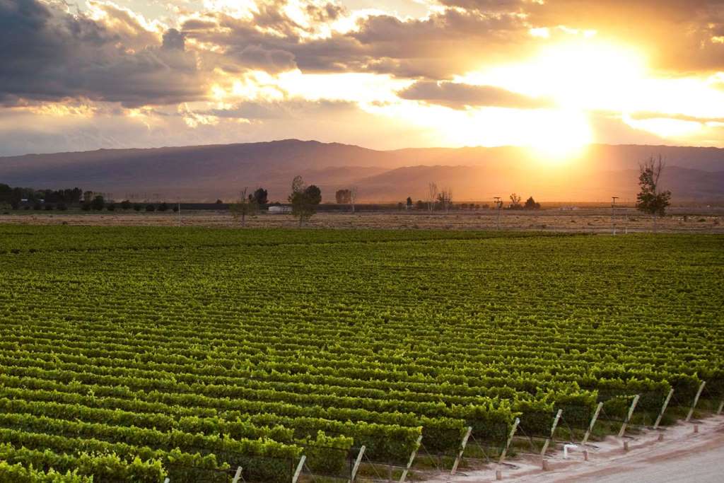 Ruta del Vino y Aceite de Oliva - Imagen 1