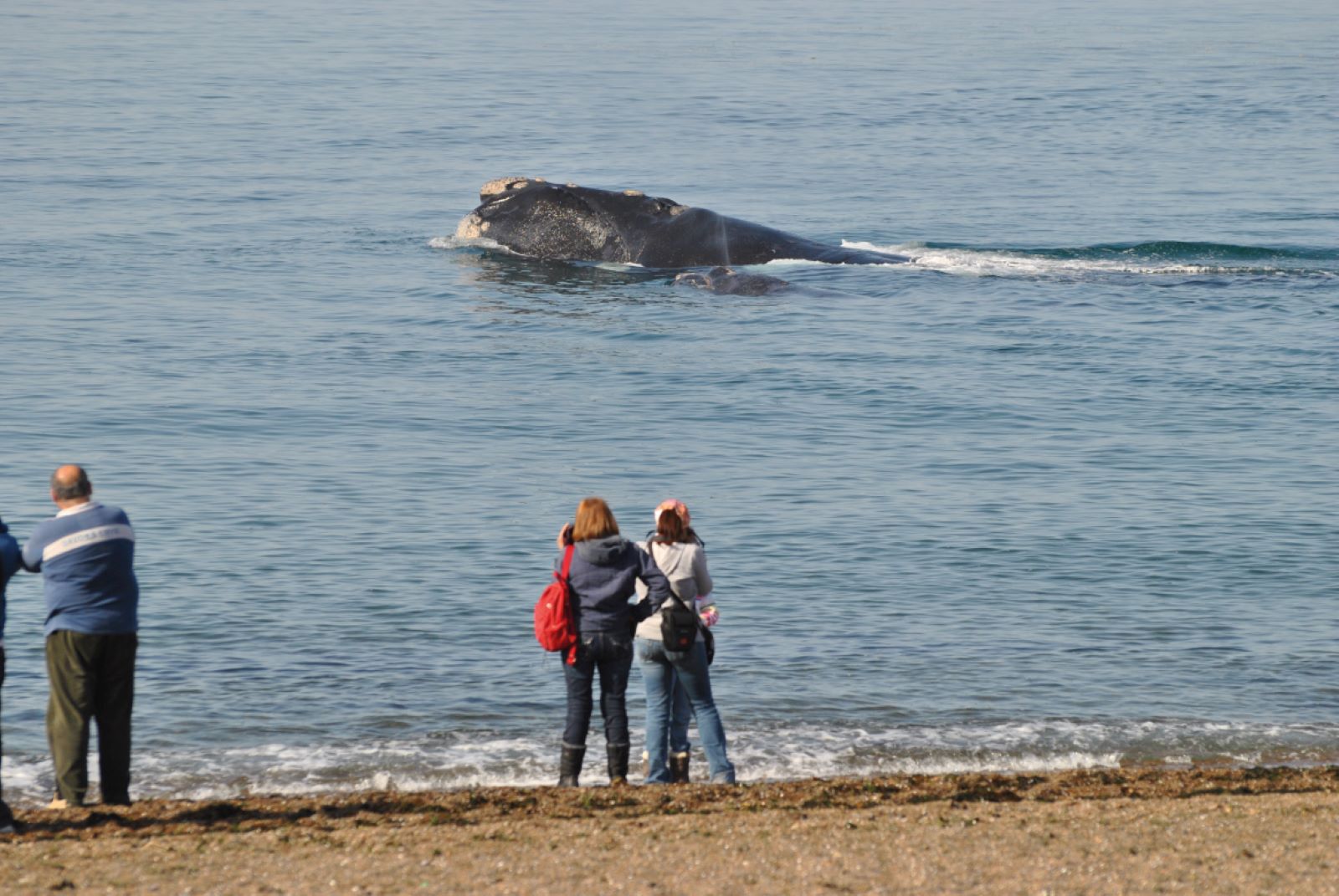 Doradillo Adventure: Trekking and Whales - Imagen 1