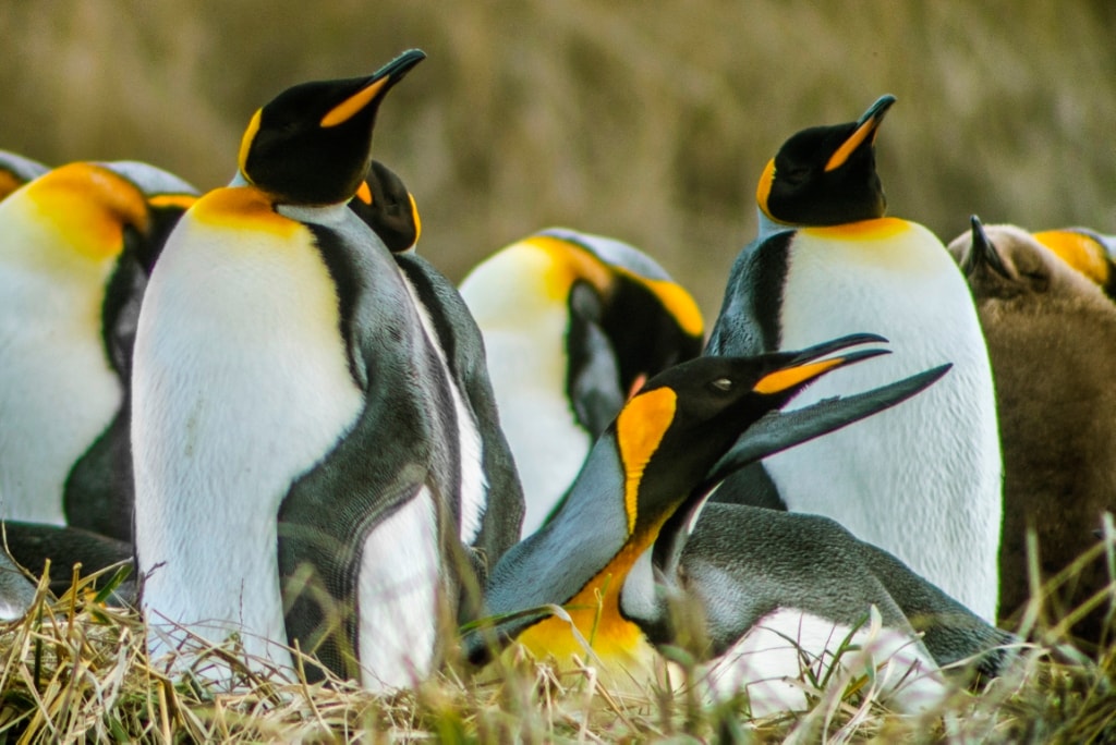 King Penguin and Tierra del Fuego Tour - Imagen 1