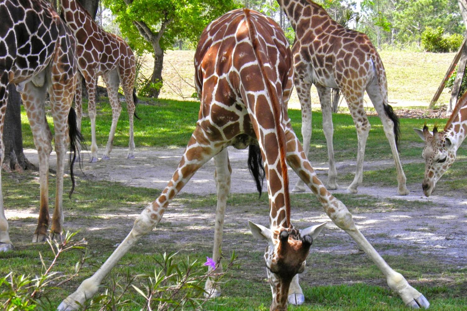 Zoológico de Miami com transporte - Imagen 1