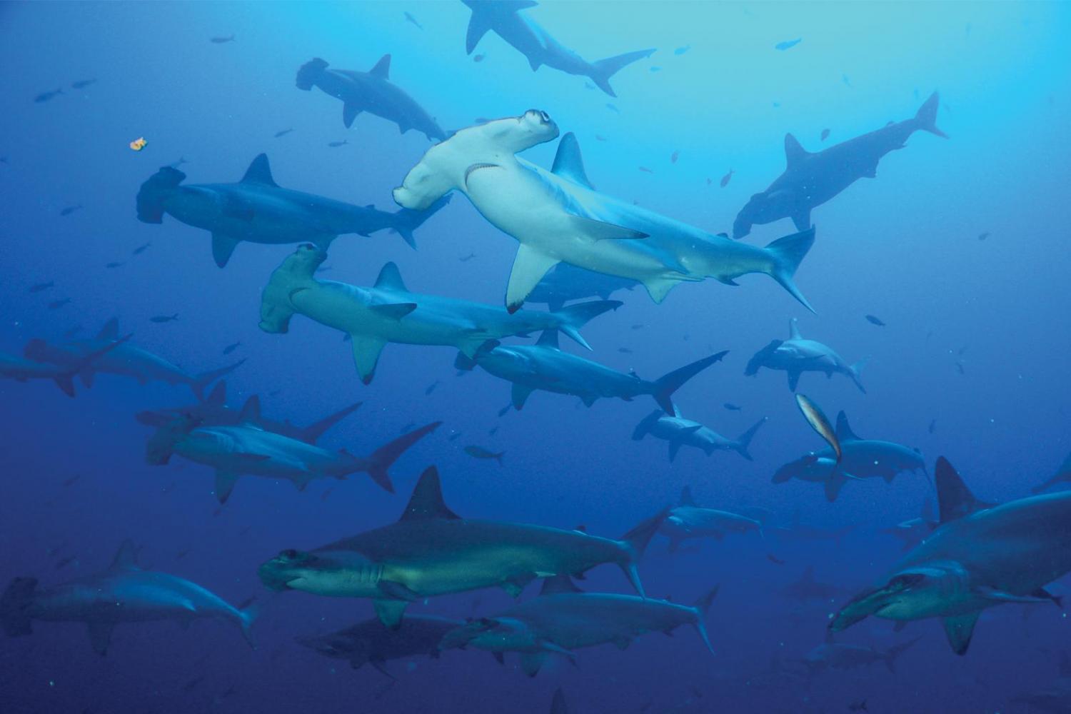 Tour to Tortuga Bay Beach - Imagen 1