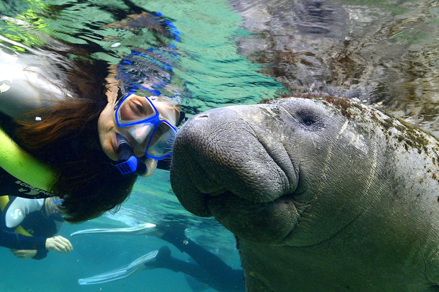 Manatees, Wildlife Park and Airboat Ride - Imagen 1