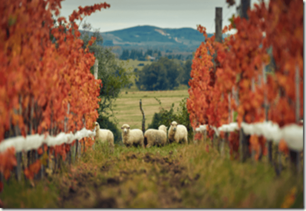 Viña Edén Vinos y Gastronomía - Imagen 1