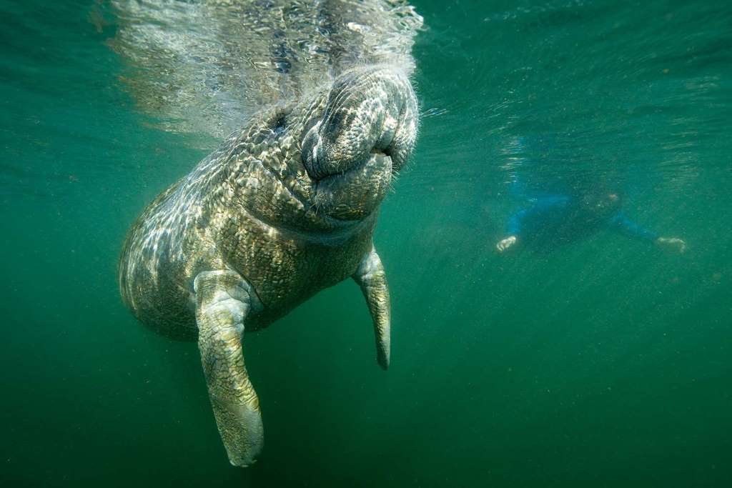 Manatee Swim, Snorkel and Boat Day Tour - Imagen 1